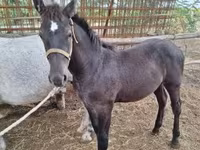 Caballo, Caballos — foto 3