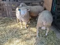 Carneiro, Ile-de-France sheep — foto 4
