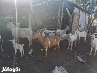 Koza, Козе — fotografija 1