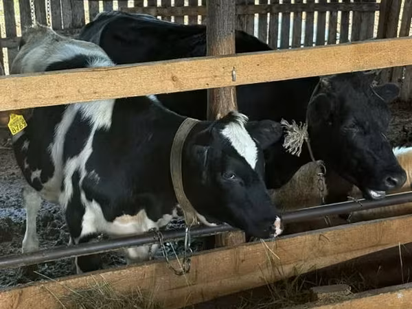 Krowa, Russian Black pied cattle