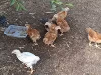 Chickens — fotografija 3