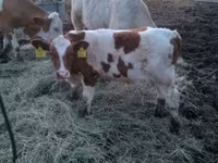 Byk, Simmental cattle — zdjęcie 1