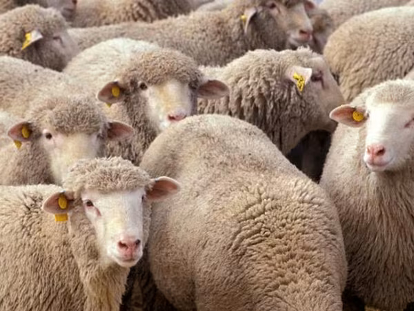 Brebis, Moutons
