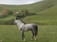 Pastuv, Azerbaijan horse — fotografija 1