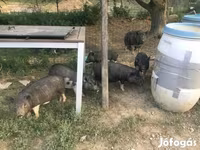 公猪, Вьетнамская вислобрюхая — 照片 3