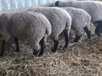 Oveja, White Suffolk sheep — foto 3