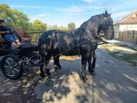雌馬, Friesian — 写真 5
