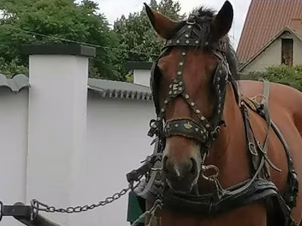 Égua, Cavalos