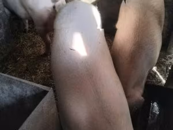 Knur, Świnie — Węgry