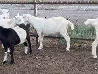 Goat, Goats — photo 3