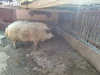 公猪, Мангалица — 照片 1