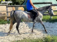 Yegua, Caballos — foto 7
