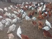 Chickens — 1-rasm