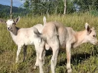 बकरा, बकरियाँ — फ़ोटो 4