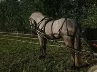 Cavalo, Lipizzaner — foto 5