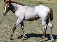 Kobila, Quarter Horse — fotografija 8