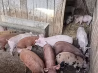 Pigs (batch, sex not specified), Топигс Норсвин — photo 5