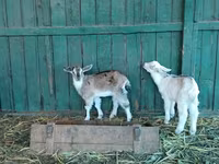 Koze (partija, pol nije naveden), Saanen goat — fotografija 8