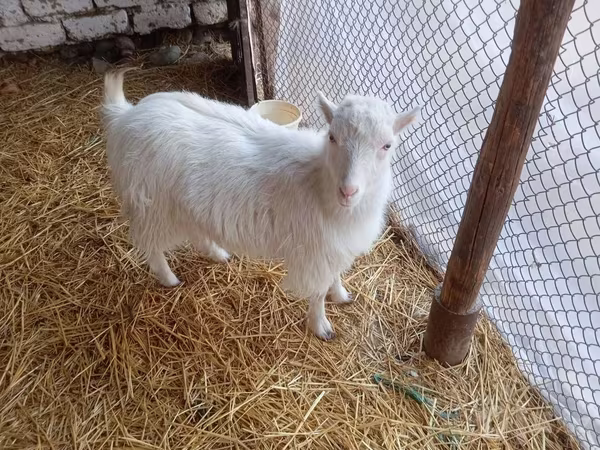 Echki, Saanen goat