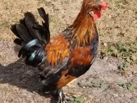 Chickens — photo 7