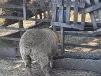 Schaf, Beltex sheep — Foto 2