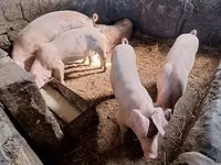 Knur, Świnie — zdjęcie 2