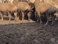 Ovan, Arashan sheep — fotografija 1