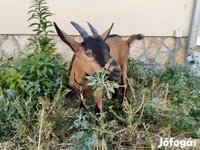 बकरी, Alpine goat — फ़ोटो 1