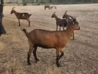 Koza, Alpine goat — zdjęcie 1