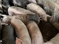 नर सूअर, सूअर — फ़ोटो 3