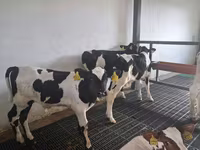 Бұқа, Russian Black pied cattle — 2-сурет