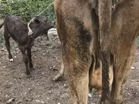 Vache, Simmental cattle — photo 4