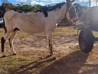 公马, Horses — 照片 4