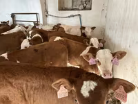 Bulle, Simmental cattle — Foto 1