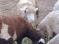 Schaf, Merino sheep — Foto 1