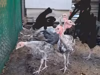Turkeys — foto 4