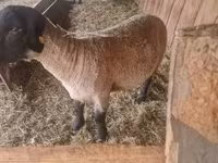 Qoʻchqor, White Suffolk sheep — 3-rasm