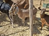 عنزة, Nubian Goat — الصورة 2