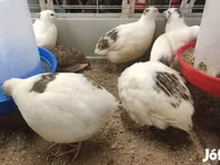 Quails — الصورة 1