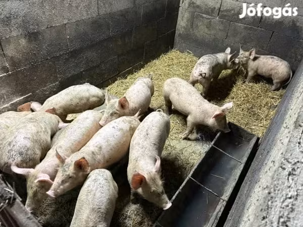 Suínos (lote, sexo não especificado), Porcos — Hungria
