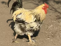 Češka zlatoprlasta kokoš — fotografija 1
