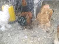 براهما — الصورة 5