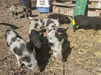 Porcs (lot, sexe non indiqué), Porcs — photo 1