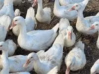 Geese — फ़ोटो 1