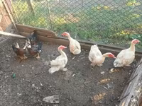 Ducks — الصورة 1