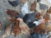 Chickens — zdjęcie 3