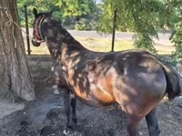 Mare, Horses — photo 3