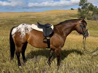 Pastuv, Horses of Sable Island — fotografija 4