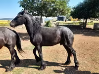 Koń, Friesian — zdjęcie 6