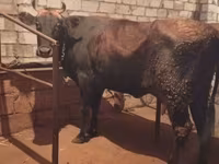 Kuh, Rinder — Foto 1